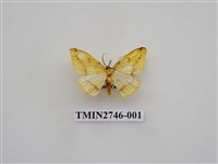 藏品(尺蛾308)的圖片